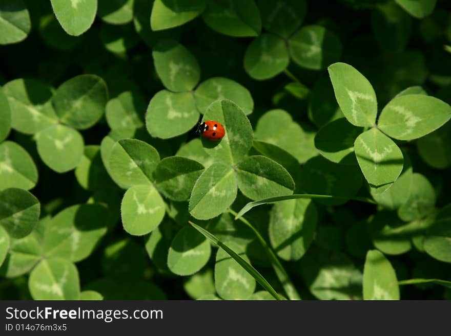 Ladybird