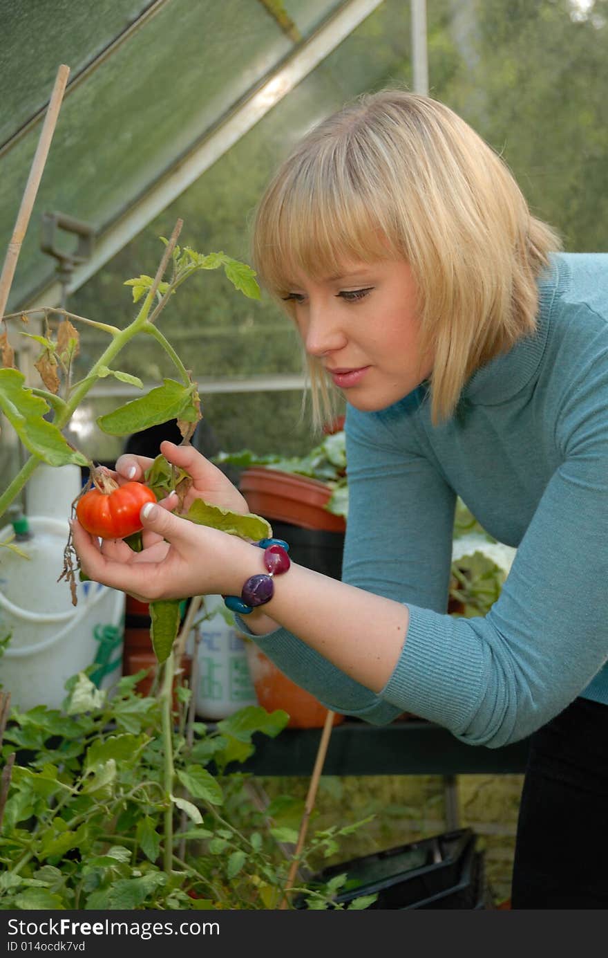 Attractive girl tending tomatoes