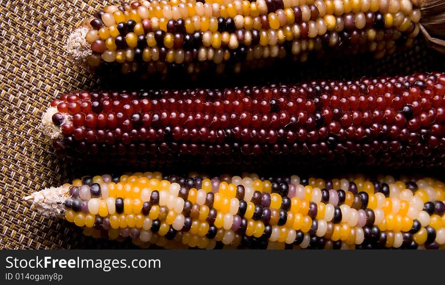 Showing different kind of corn in different colored kernel. Showing different kind of corn in different colored kernel.