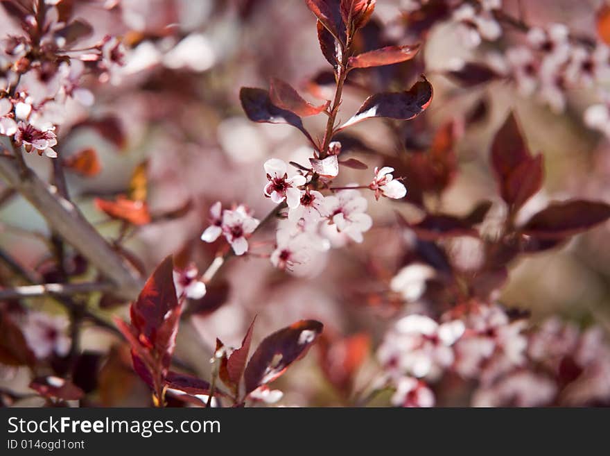 Cherry blossom beside the fall