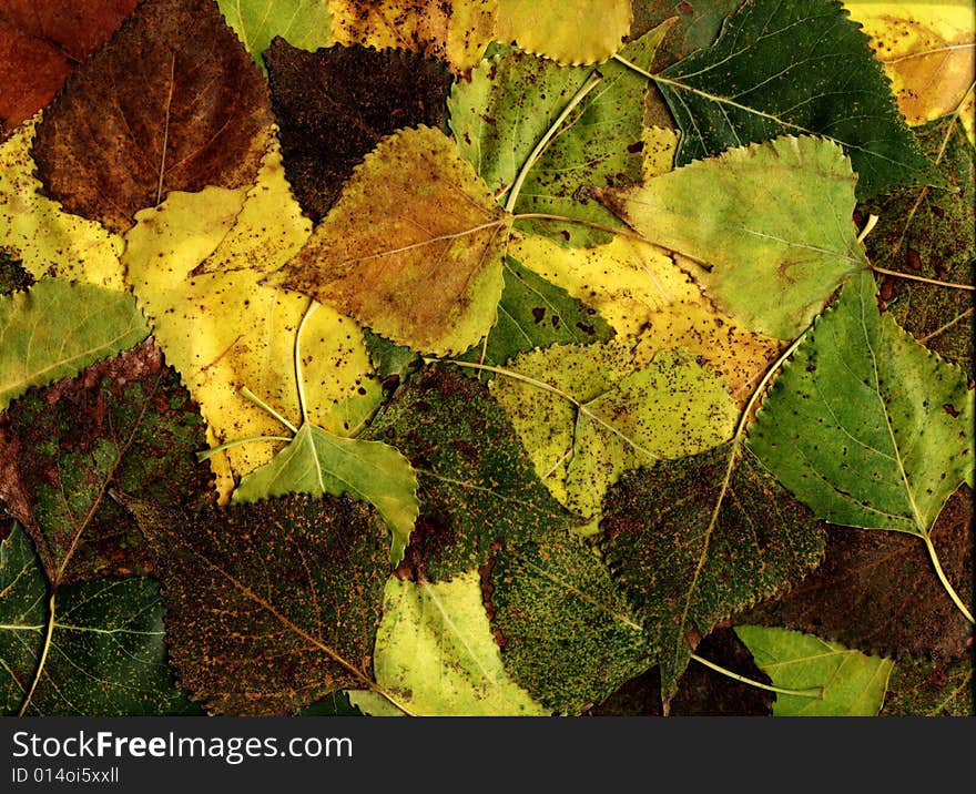 Many green autumn leaves are background