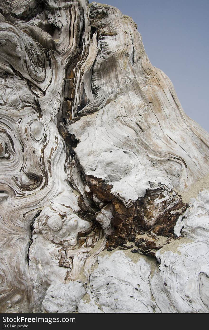 Flowing patterns on driftwood on an Oregon Beach