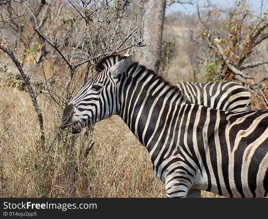 A Burchells Zebra grazing on dry grass during a period of drought in Africa. A Burchells Zebra grazing on dry grass during a period of drought in Africa.