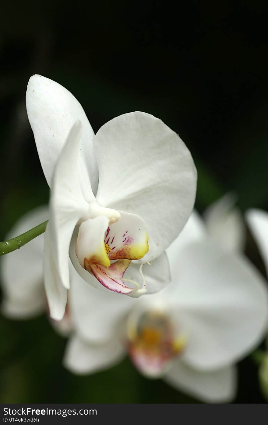 Phalaenopsis,orchid in nature,flowers