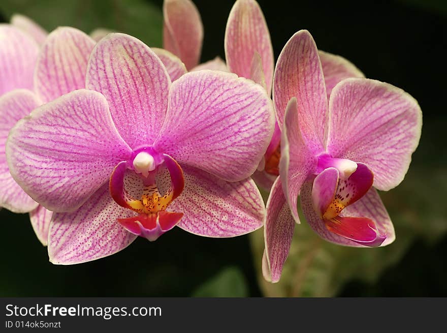 Phalaenopsis,orchid in nature,flowers