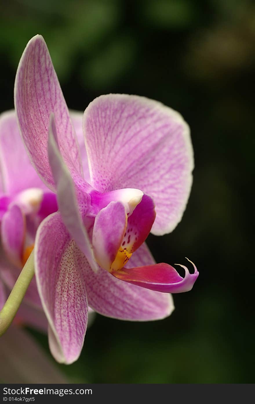 Orchid