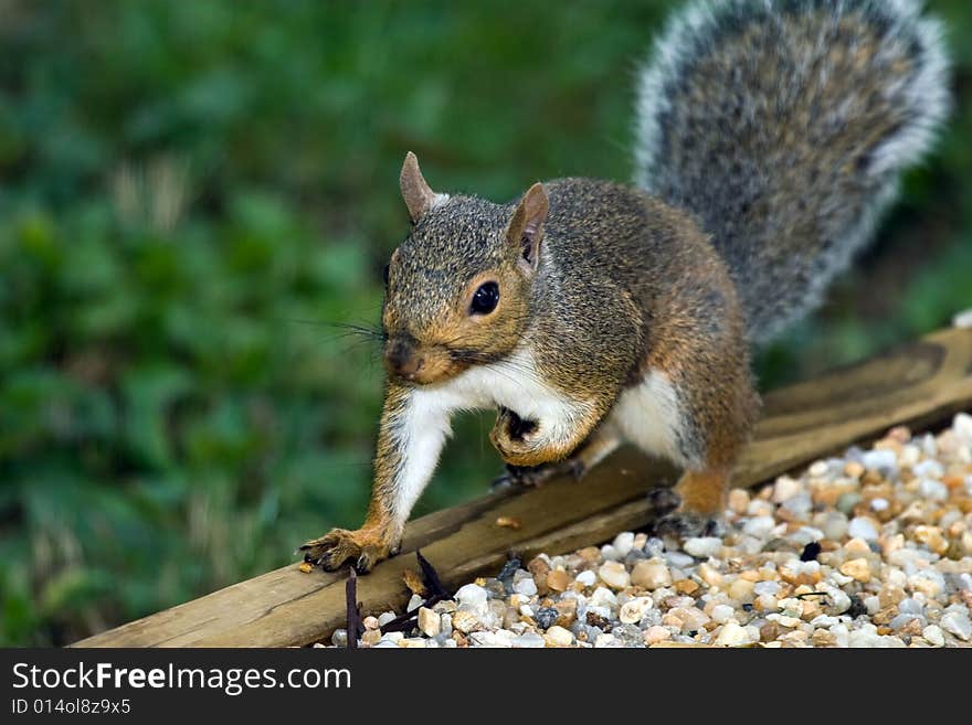 Adorable adult gray squirrel sitting on a landscaping edge in a backyard in Virginia, USA.