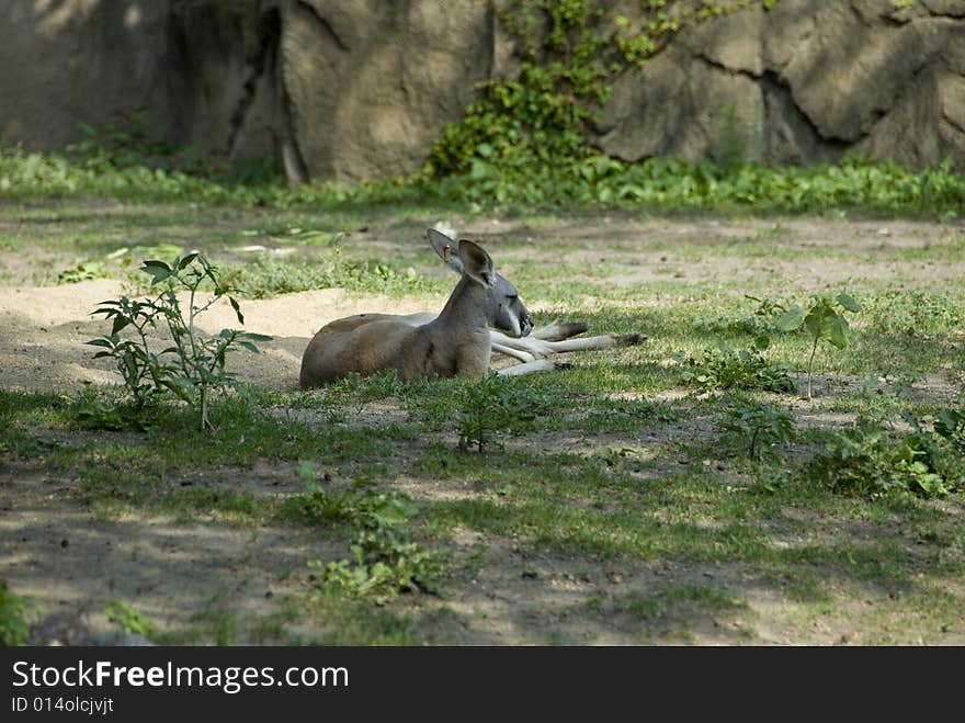 Beautiful photograph of a kangaroo laying on the ground at a zoo. Beautiful photograph of a kangaroo laying on the ground at a zoo