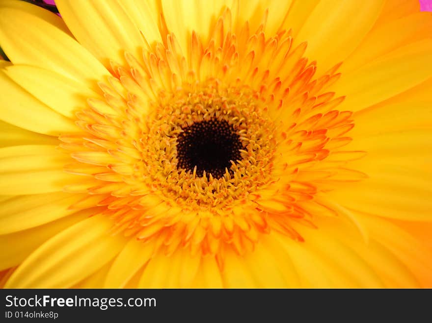 Photo of a yellow Flower. Photo of a yellow Flower