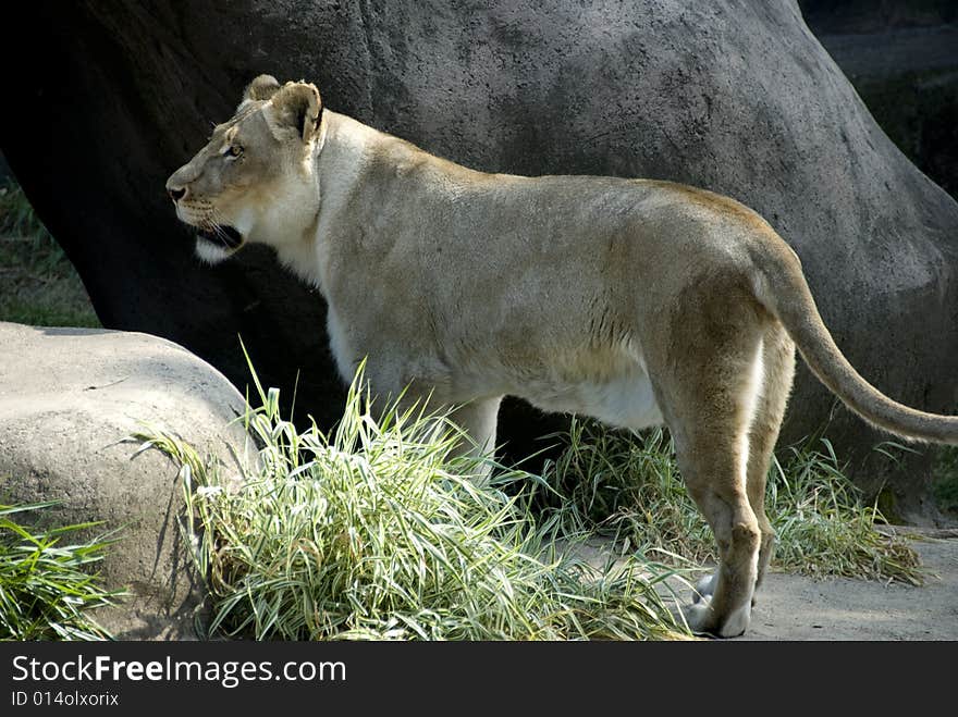 Female lion staring into the distance while standing