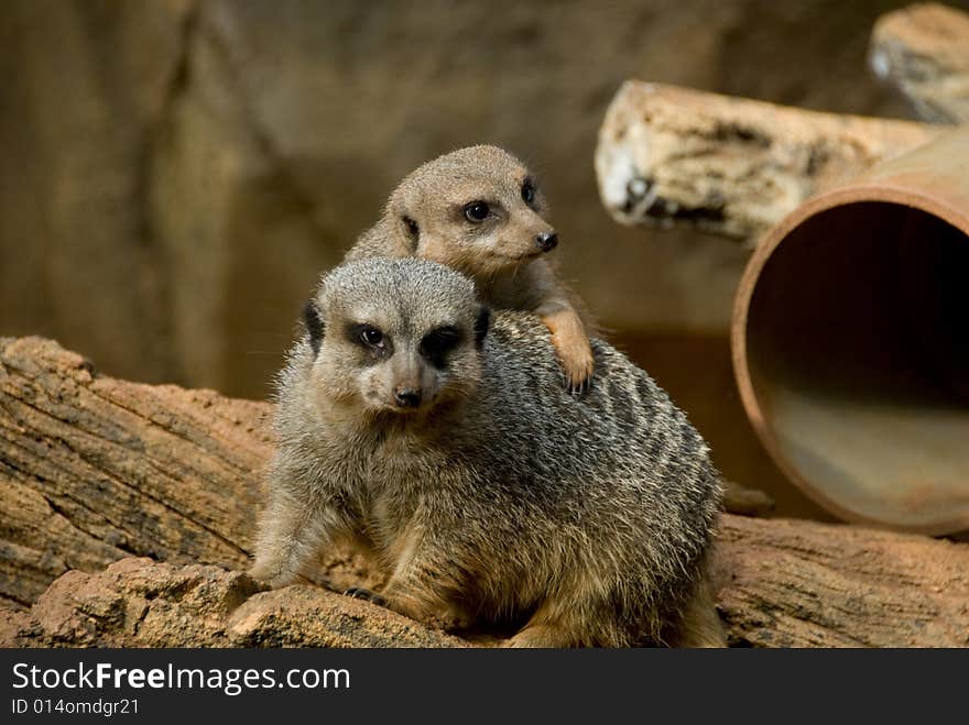 Close-up of two Meerkats resting on a brown rock