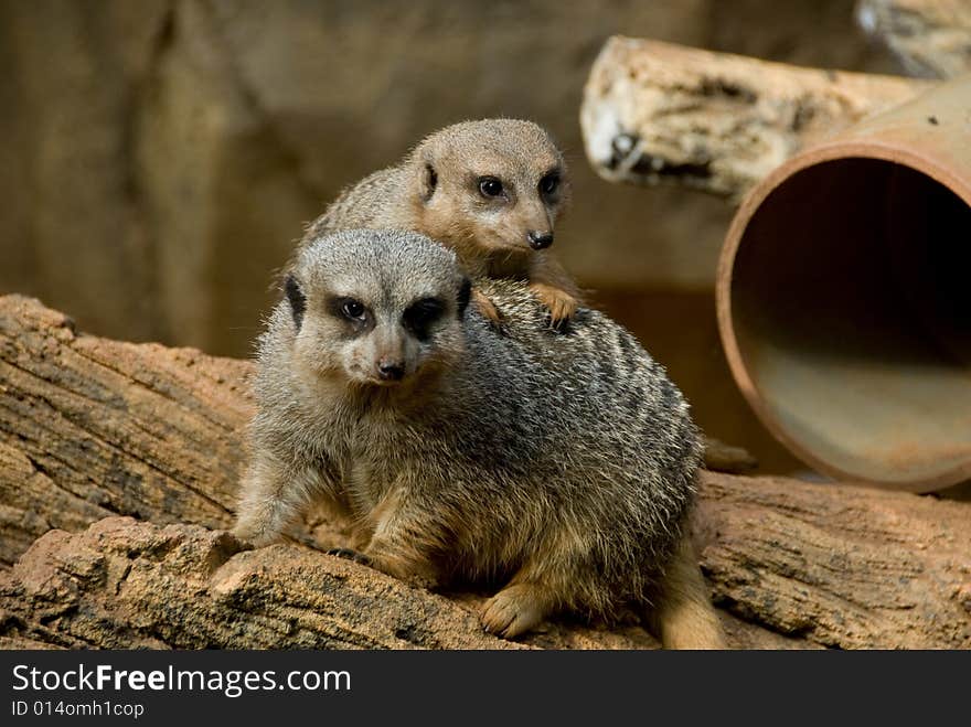 Two furry brown meerkats looking toward the camera. Two furry brown meerkats looking toward the camera