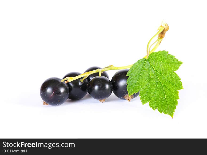 Black Currant