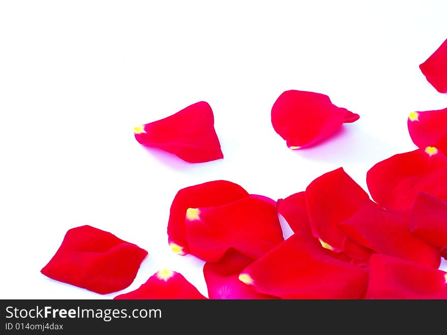 Rose petals isolated on a white background