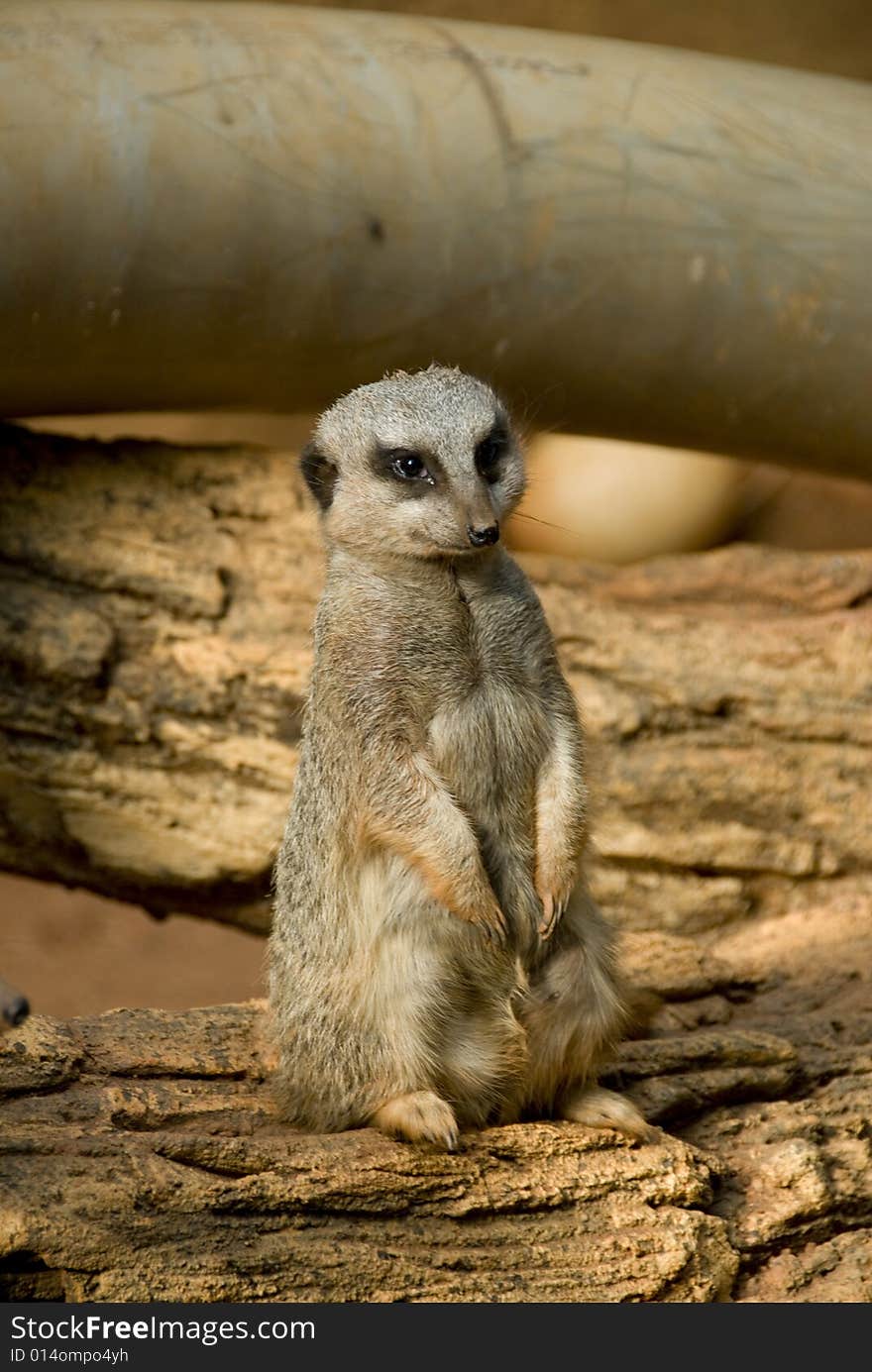 One Meerkat standing up looking out for danger. One Meerkat standing up looking out for danger