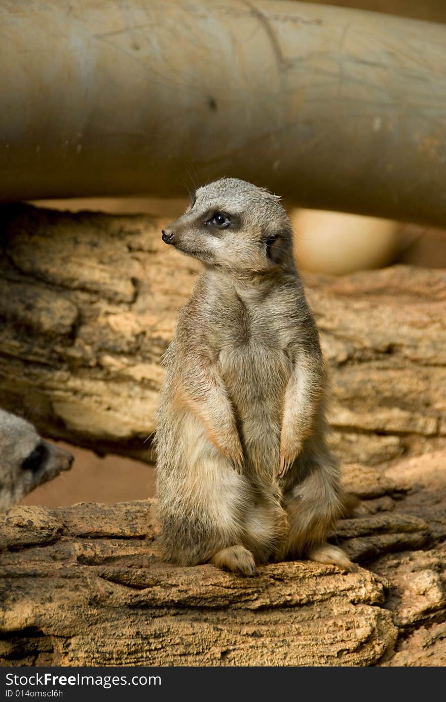 Meerkat looking to the left. Meerkat looking to the left