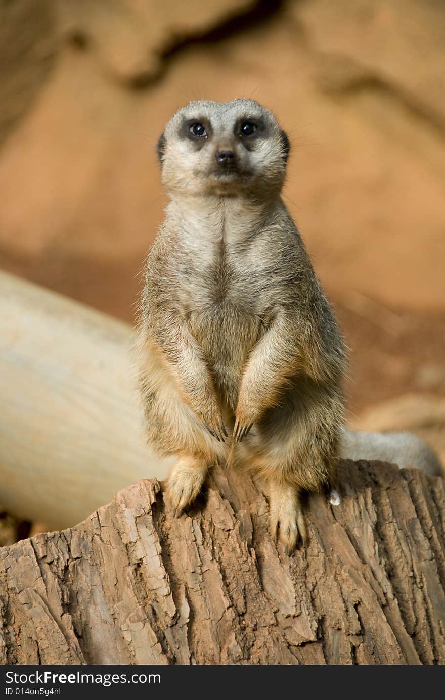 Perfect front, close-up of a meerkat staring straight ahead. Perfect front, close-up of a meerkat staring straight ahead