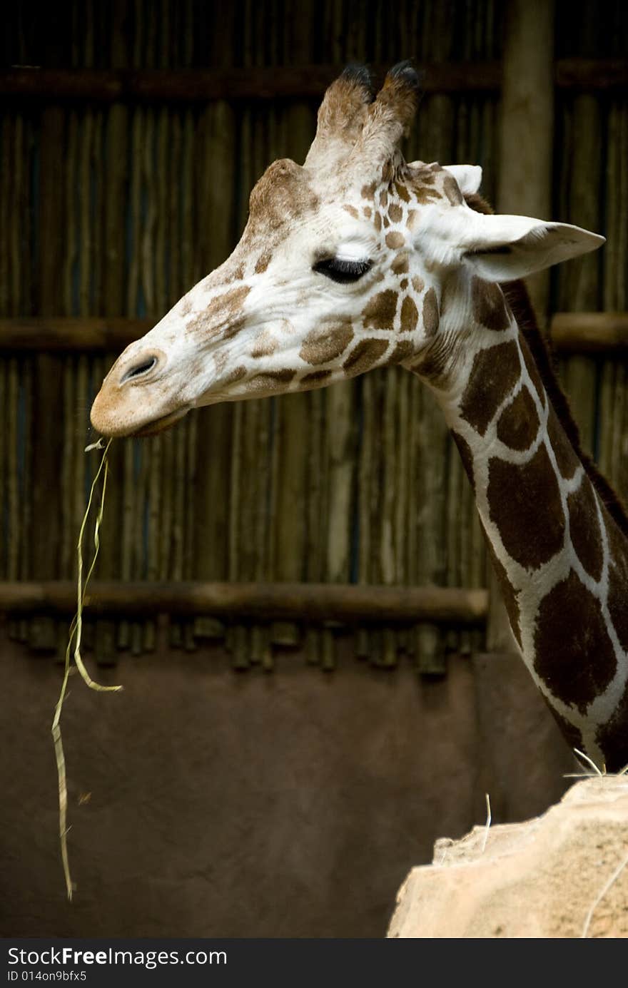 Sleepy-eyed giraffe eating greenery in the daytime