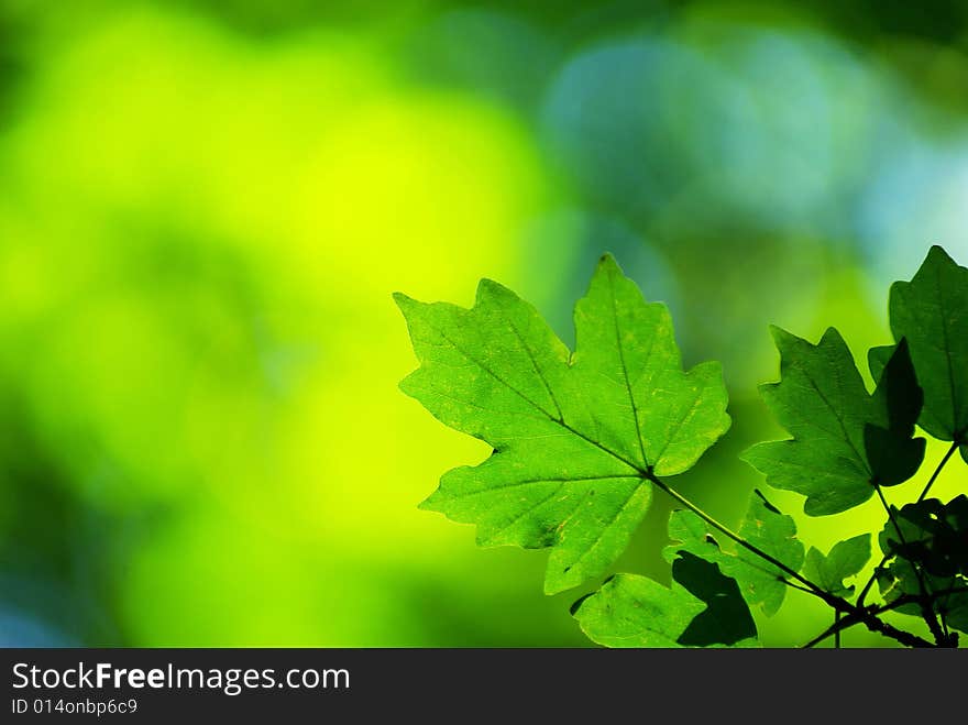 Green leaves background in sunny day