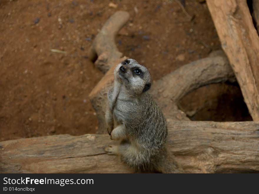 Adorable birds-eye photograph of a meerkat sitting on a piece of wood while staring in the air. Adorable birds-eye photograph of a meerkat sitting on a piece of wood while staring in the air