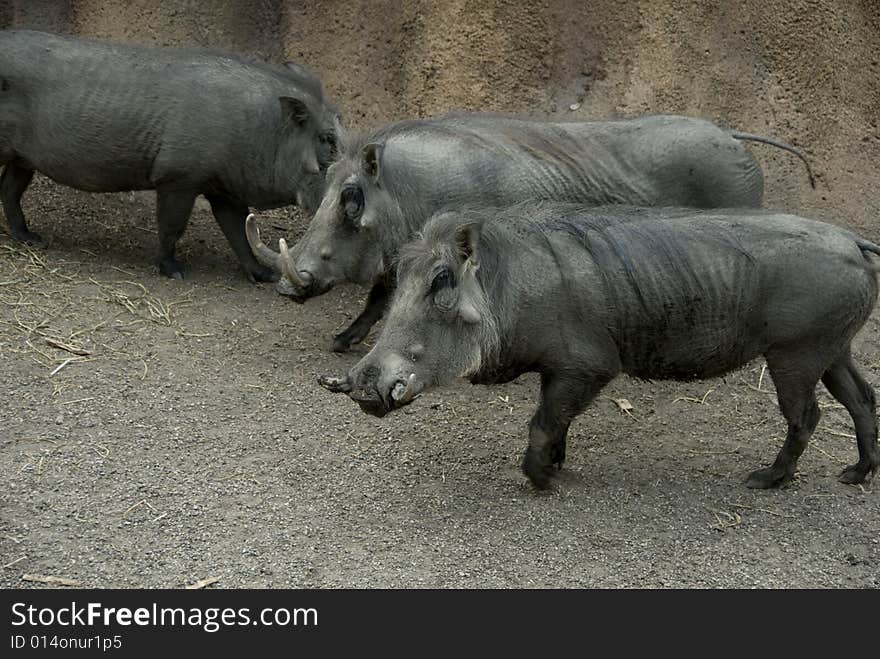 Three large warthogs walking on a cloudy day. Three large warthogs walking on a cloudy day.