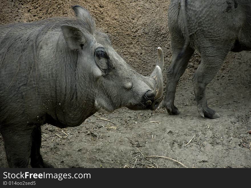 Close-up of a small gray warthog staring to the right. Close-up of a small gray warthog staring to the right