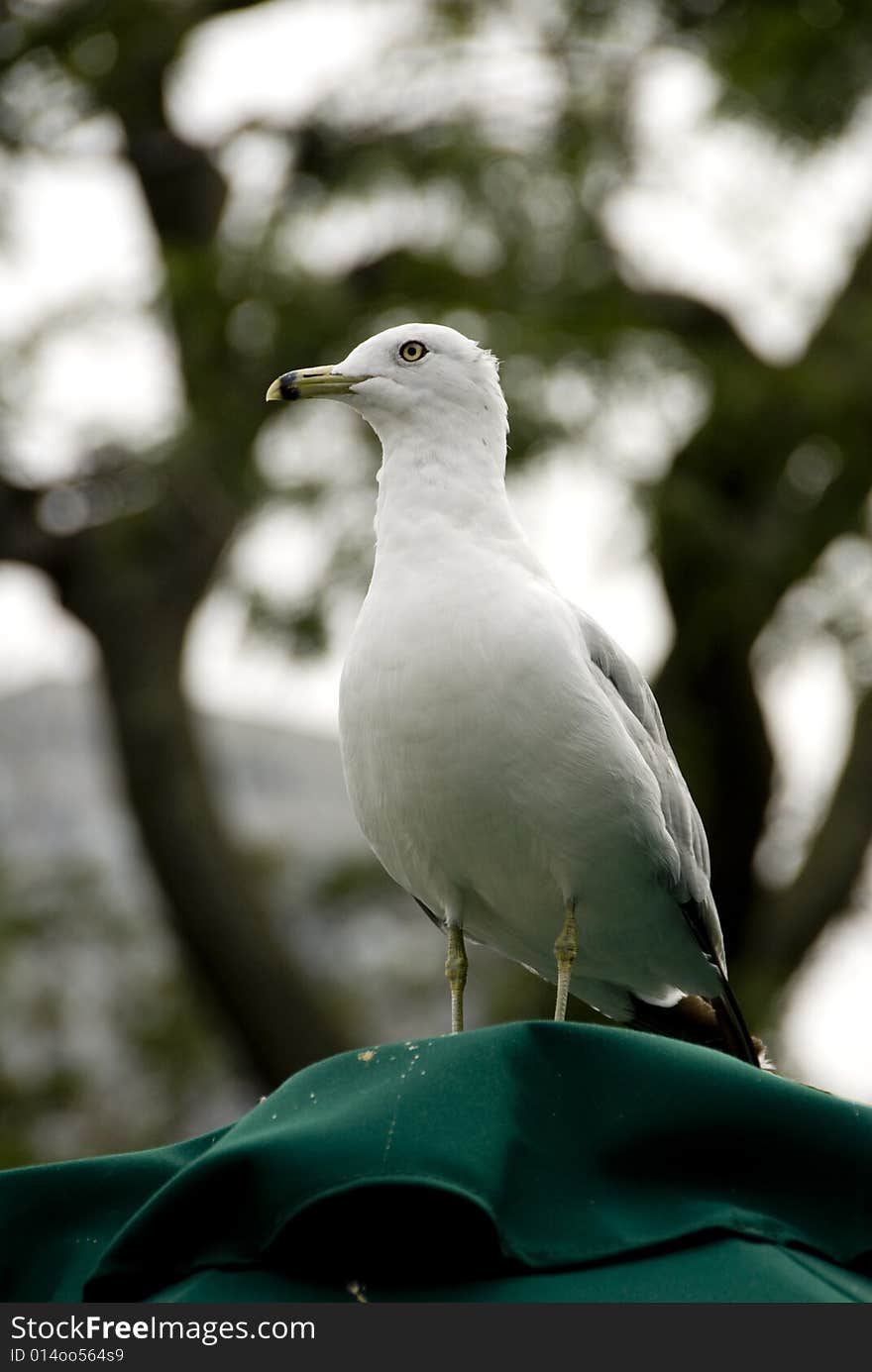 Single Seagull