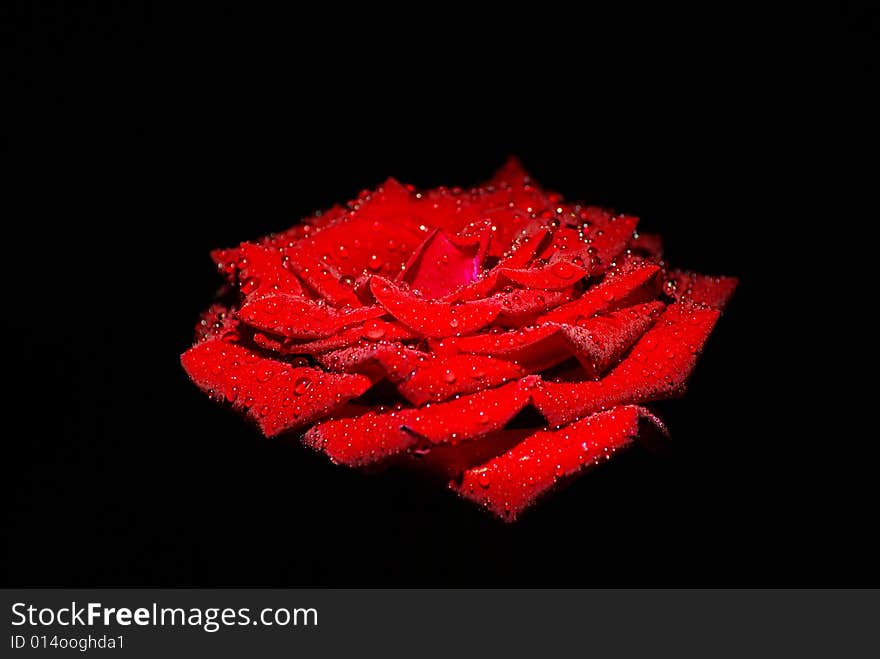 Red rose isolated on black background