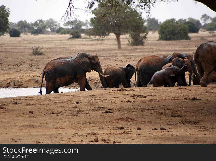 Elephants bathing