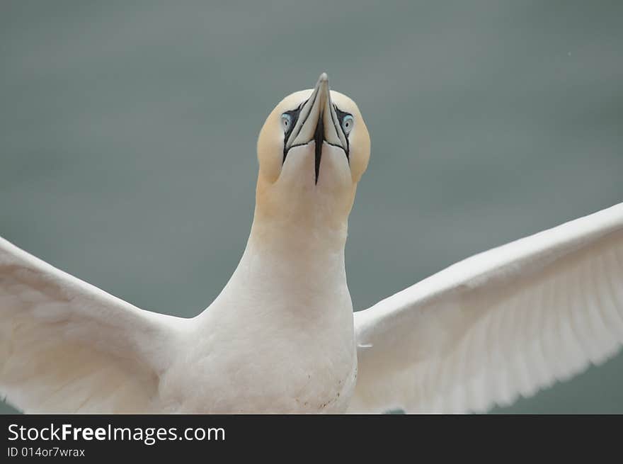 Northern Gannet