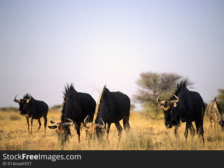 A group of gnu grazing in the etosha park in namibia