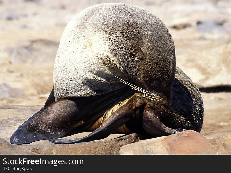 A seal just in the sun in a colony of namibia. A seal just in the sun in a colony of namibia