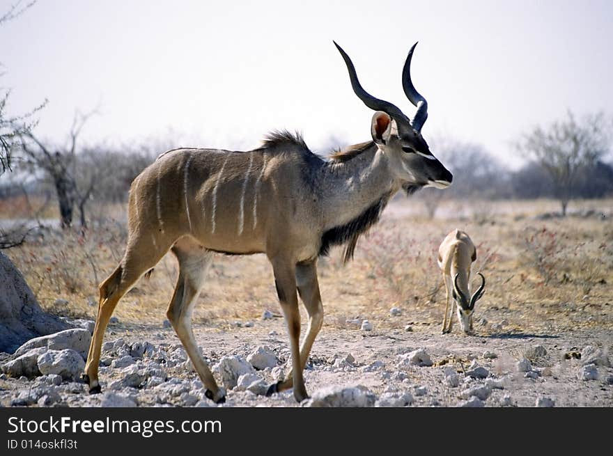 Kudu In Etosha