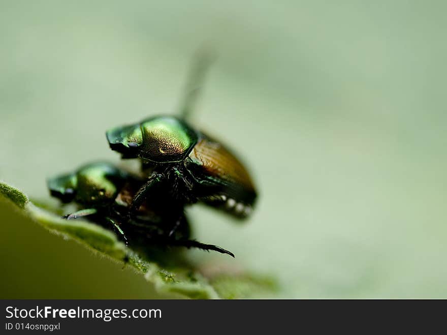 Close-up of black bug on a sunny day. Close-up of black bug on a sunny day.