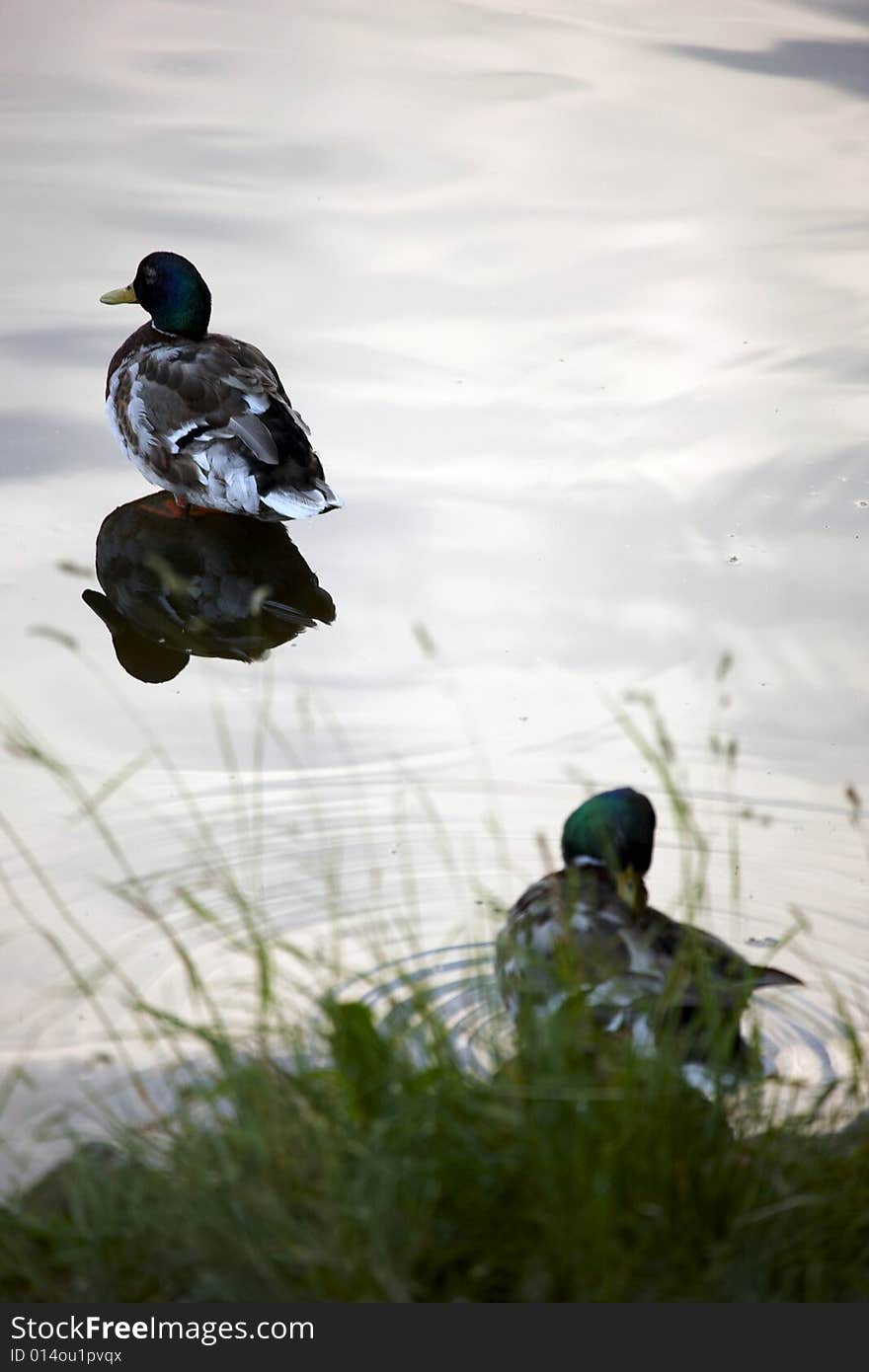 Photograph of mallards in the pond. Photograph of mallards in the pond