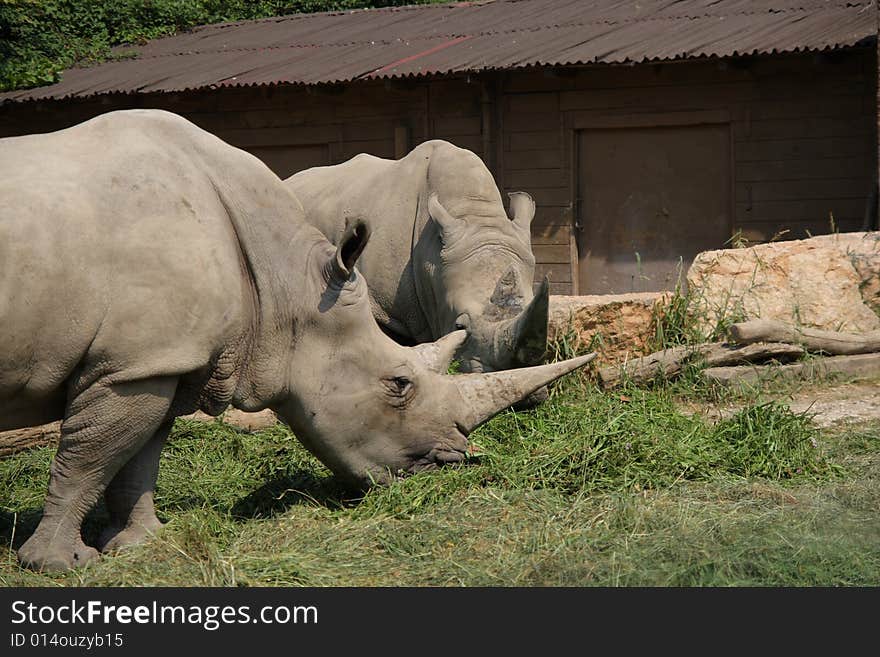 White Rhinos