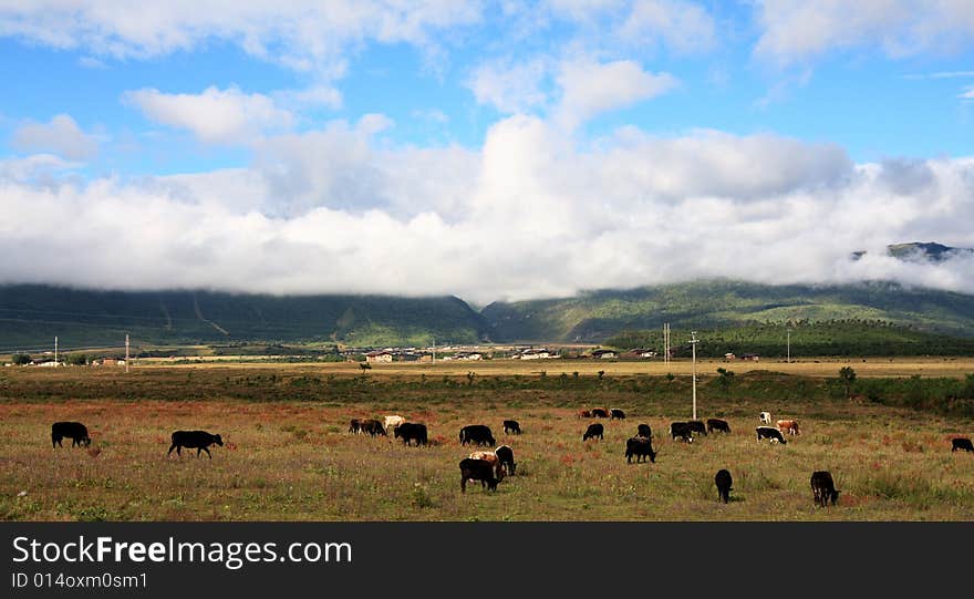 Rural scenery