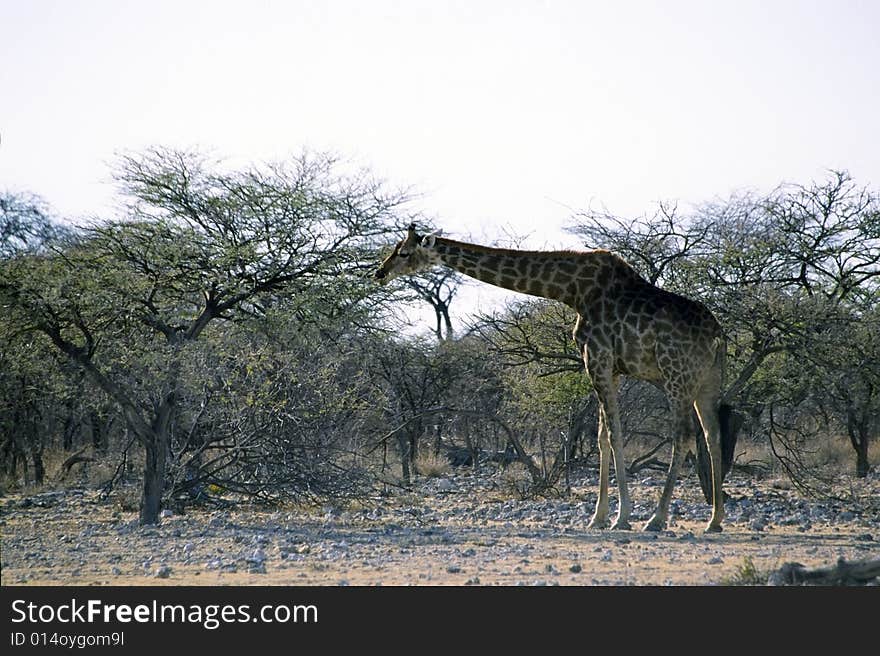 A giraffe eating leaves in the etosha park in namibia