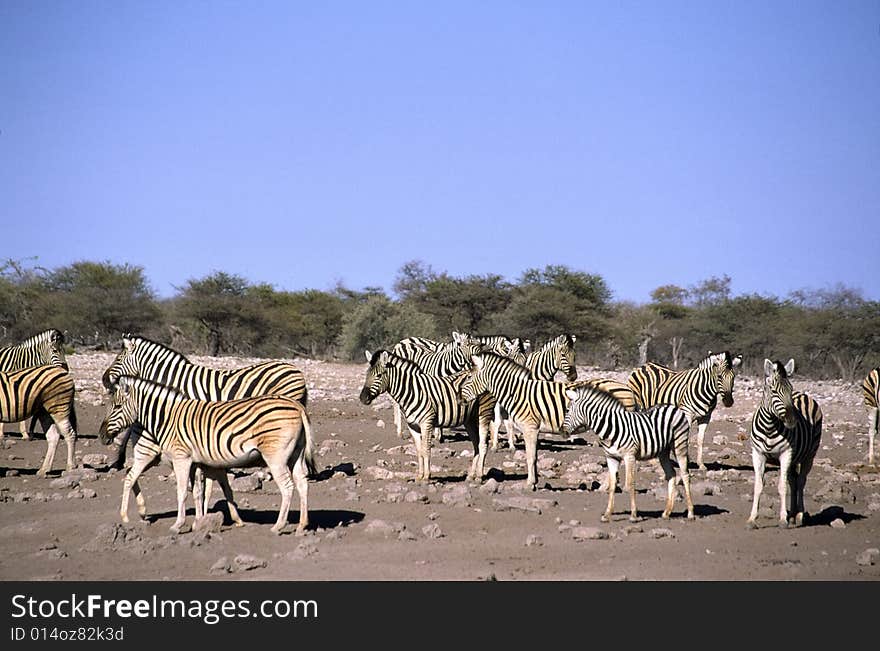 A lonely zebras walking in the etosha park in namibia