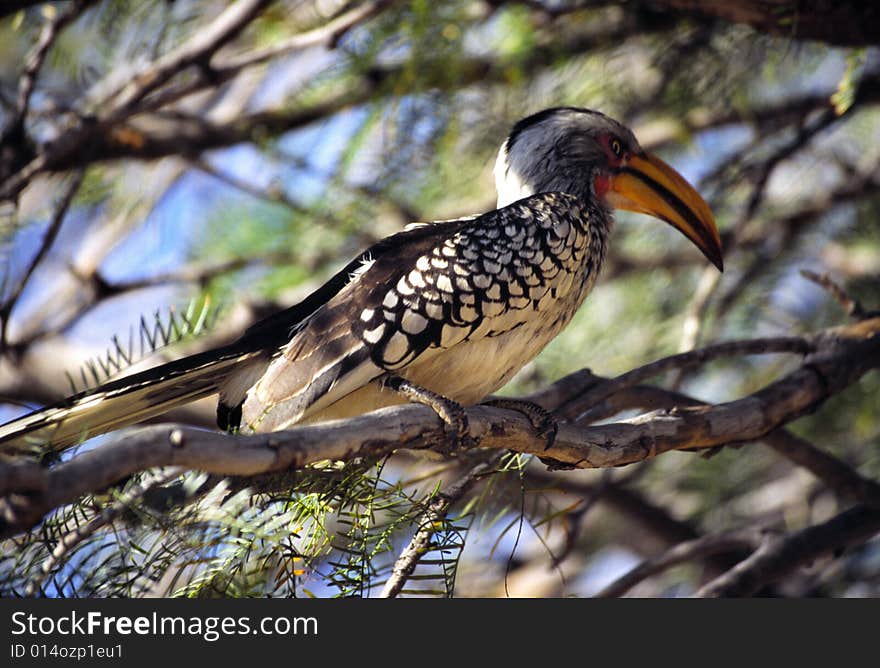 A typical bird of namibia on the branch of a tree. A typical bird of namibia on the branch of a tree