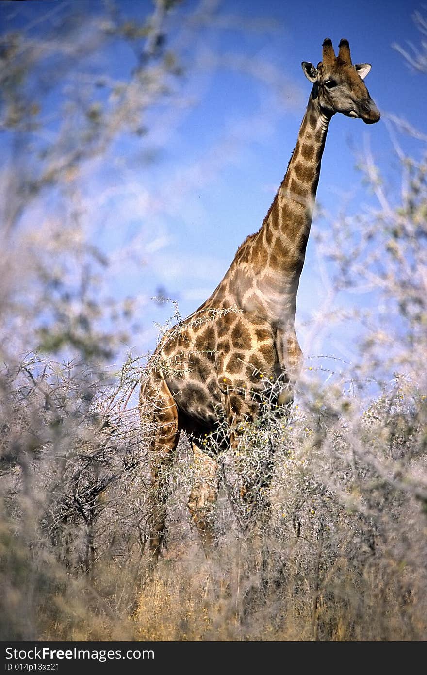 A giraffe eating leaves in the bush of the etosha park in namibia. A giraffe eating leaves in the bush of the etosha park in namibia
