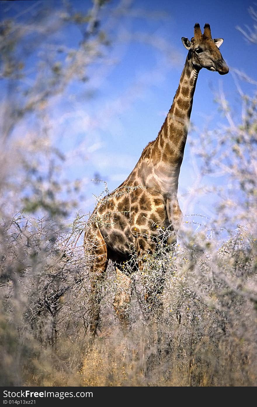 Giraffe in the bush