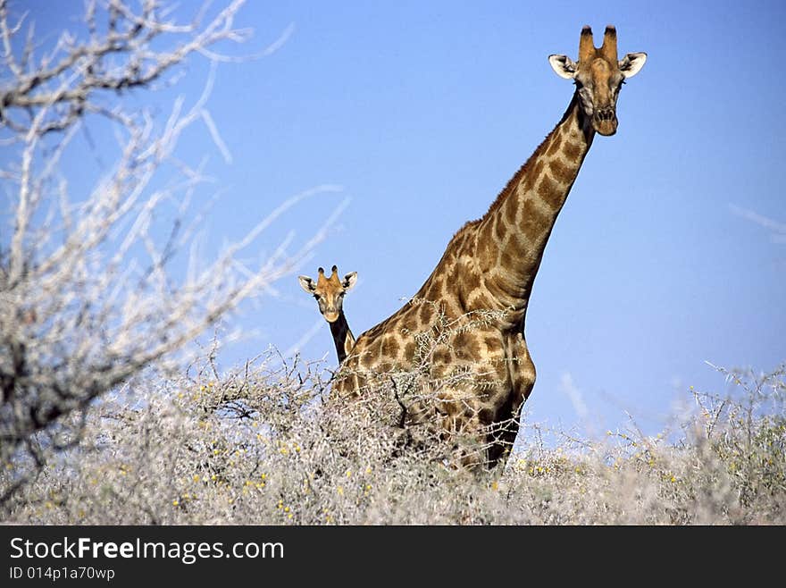 A giraffe family in the bush of the etosha park in namibia