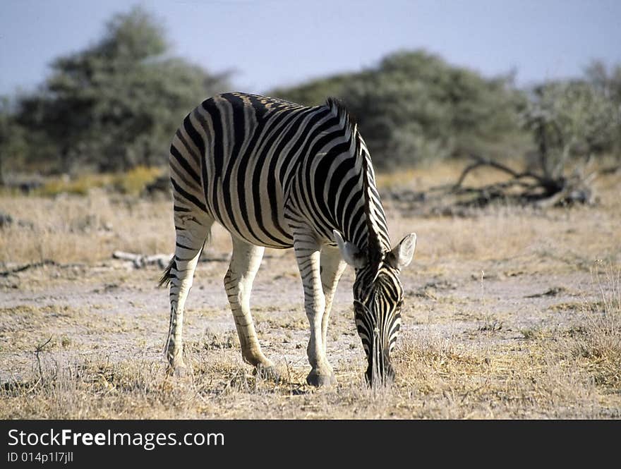 A lonely zebra eating grass in the etosha park in namibia