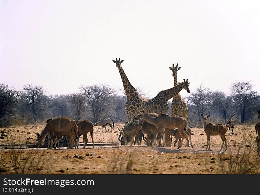 A giraffe family in the bush of the etosha park in namibia and kudu