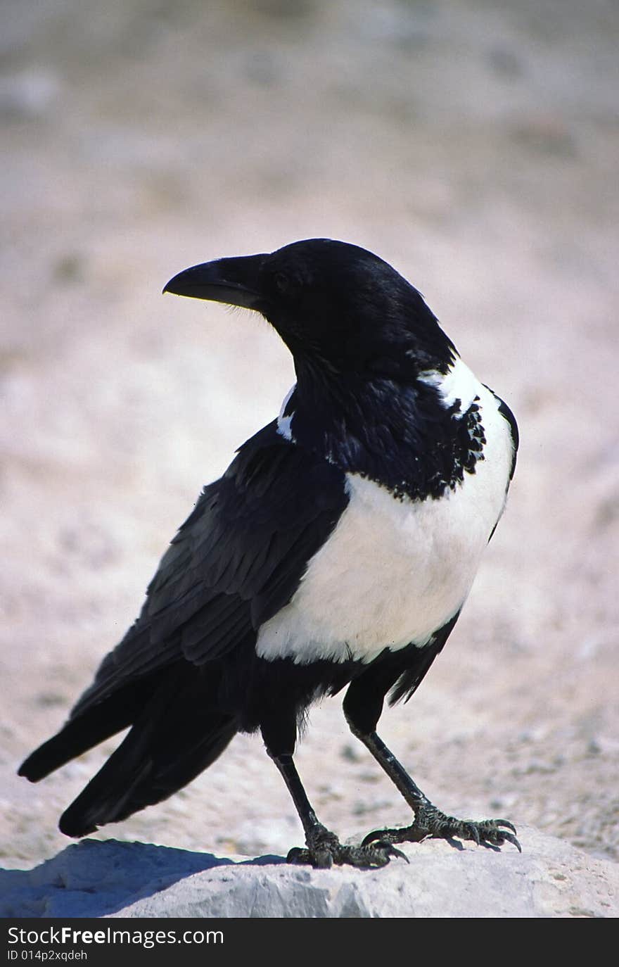 A typical bird of namibia on the branch of a tree. A typical bird of namibia on the branch of a tree