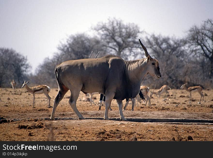 A lonely antelope eating grass in the etosha park in namibia