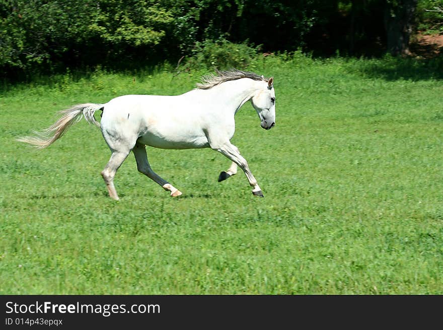 A White horse running in a field