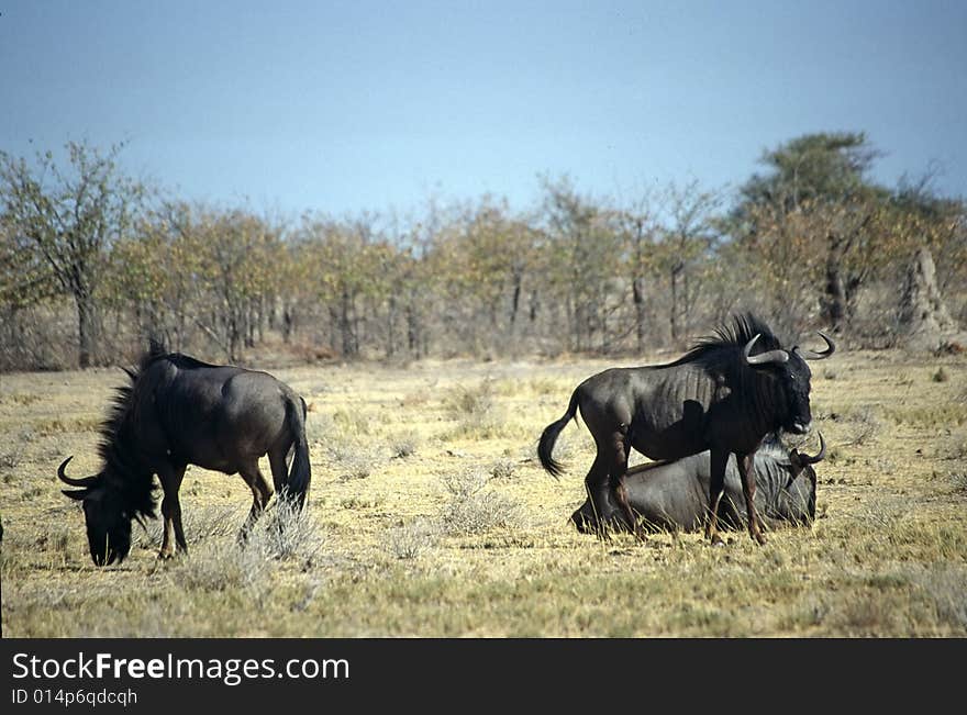 A group of gnu eating grass in the etosha park in namibia. A group of gnu eating grass in the etosha park in namibia