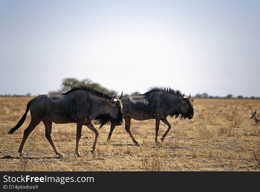 A group of gnu walking in the etosha park in namibia. A group of gnu walking in the etosha park in namibia